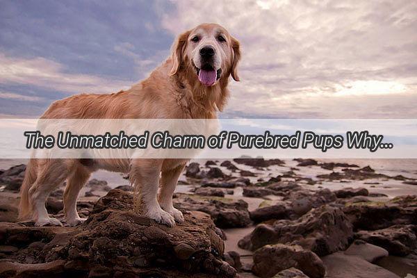 The Unmatched Charm of Purebred Pups Why Theyre Worth the Wait